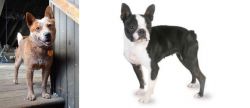 Red Heeler vs Boston Terrier - Breed Comparison