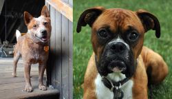 Red Heeler vs Boxer - Breed Comparison
