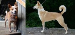 Red Heeler vs Canaan Dog - Breed Comparison
