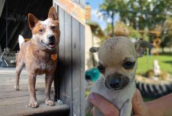 Red Heeler vs Chihuahua - Breed Comparison