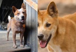 Red Heeler vs Dingo - Breed Comparison