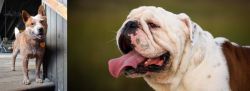 Red Heeler vs English Bulldog - Breed Comparison