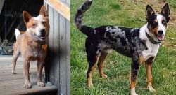 Red Heeler vs German Coolie - Breed Comparison