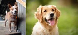 Red Heeler vs Golden Retriever - Breed Comparison