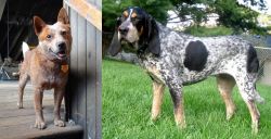 Red Heeler vs Griffon Bleu de Gascogne - Breed Comparison