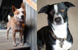 Red Heeler vs McNab - Breed Comparison