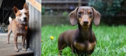 Red Heeler vs Miniature Dachshund - Breed Comparison