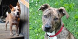 Red Heeler vs Mountain Cur - Breed Comparison