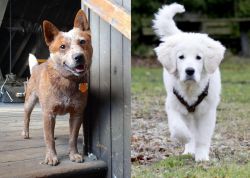 Red Heeler vs Polish Tatra Sheepdog - Breed Comparison