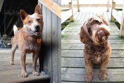 Red Heeler vs Portuguese Water Dog - Breed Comparison