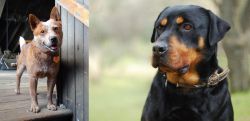 Red Heeler vs Rottweiler - Breed Comparison
