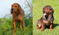 Redbone Coonhound vs Alpine Dachsbracke - Breed Comparison