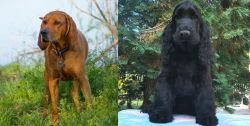 Redbone Coonhound vs American Cocker Spaniel - Breed Comparison