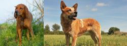 Redbone Coonhound vs Australian Red Heeler - Breed Comparison