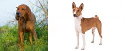Redbone Coonhound vs Basenji - Breed Comparison