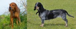 Redbone Coonhound vs Basset Bleu de Gascogne - Breed Comparison