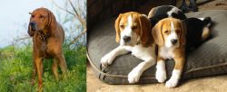 Redbone Coonhound vs Beagle - Breed Comparison