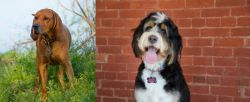 Redbone Coonhound vs Bernedoodle - Breed Comparison