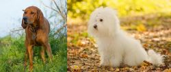 Redbone Coonhound vs Bichon Bolognese - Breed Comparison