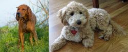 Redbone Coonhound vs Bichonpoo - Breed Comparison