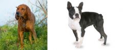 Redbone Coonhound vs Boston Terrier - Breed Comparison