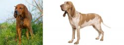Redbone Coonhound vs Bracco Italiano - Breed Comparison