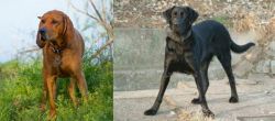 Redbone Coonhound vs Cao de Castro Laboreiro - Breed Comparison