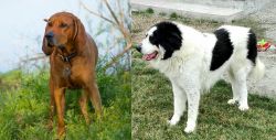 Redbone Coonhound vs Ciobanesc de Bucovina - Breed Comparison
