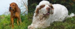 Redbone Coonhound vs Clumber Spaniel - Breed Comparison