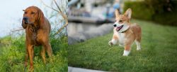 Redbone Coonhound vs Corgi - Breed Comparison