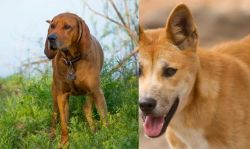 Redbone Coonhound vs Dingo - Breed Comparison