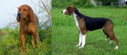Redbone Coonhound vs Finnish Hound - Breed Comparison