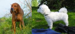 Redbone Coonhound vs Franzuskaya Bolonka - Breed Comparison
