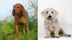 Redbone Coonhound vs Glen of Imaal Terrier - Breed Comparison