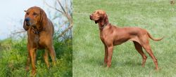Redbone Coonhound vs Hungarian Vizsla - Breed Comparison