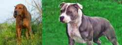 Redbone Coonhound vs Irish Staffordshire Bull Terrier - Breed Comparison