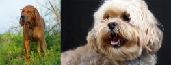 Redbone Coonhound vs Lhasapoo - Breed Comparison