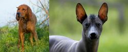 Redbone Coonhound vs Mexican Hairless - Breed Comparison