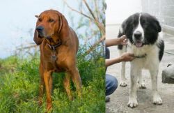 Redbone Coonhound vs Mucuchies - Breed Comparison