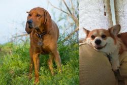 Redbone Coonhound vs Pembroke Welsh Corgi - Breed Comparison