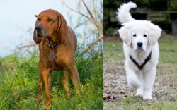 Redbone Coonhound vs Polish Tatra Sheepdog - Breed Comparison