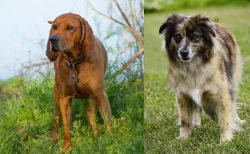 Redbone Coonhound vs Pyrenean Shepherd - Breed Comparison