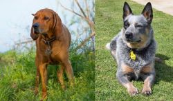 Redbone Coonhound vs Queensland Heeler - Breed Comparison