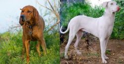 Redbone Coonhound vs Rajapalayam - Breed Comparison