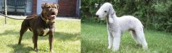 Renascence Bulldogge vs Bedlington Terrier - Breed Comparison