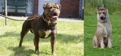 Renascence Bulldogge vs Belgian Shepherd Dog (Laekenois) - Breed Comparison
