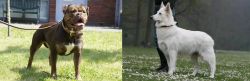Renascence Bulldogge vs Berger Blanc Suisse - Breed Comparison