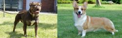 Renascence Bulldogge vs Cardigan Welsh Corgi - Breed Comparison