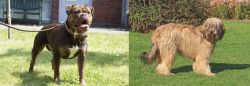 Renascence Bulldogge vs Catalan Sheepdog - Breed Comparison