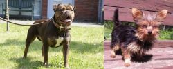 Renascence Bulldogge vs Chorkie - Breed Comparison
